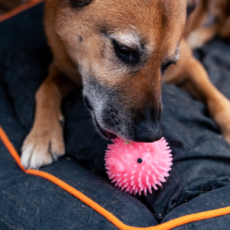 Piggy Dog Ball