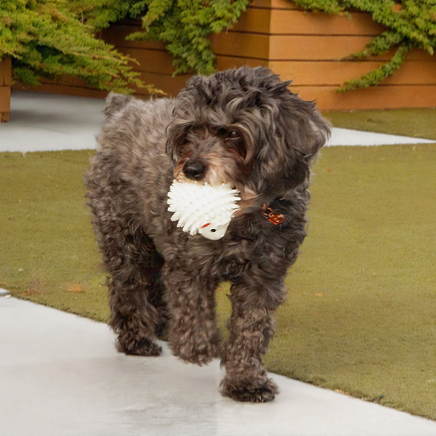 Kobe Sheep Dog Ball