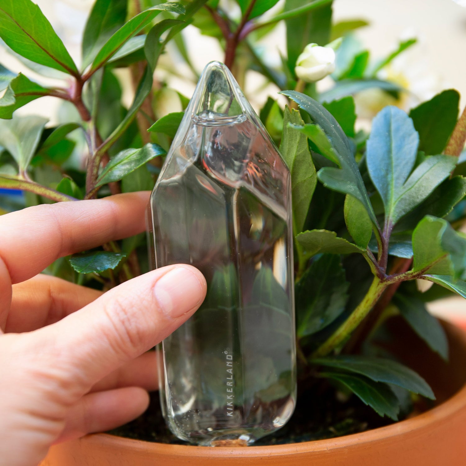 Water From A Crystal - Blown Glass Automatic Self Watering - Water Your Plants