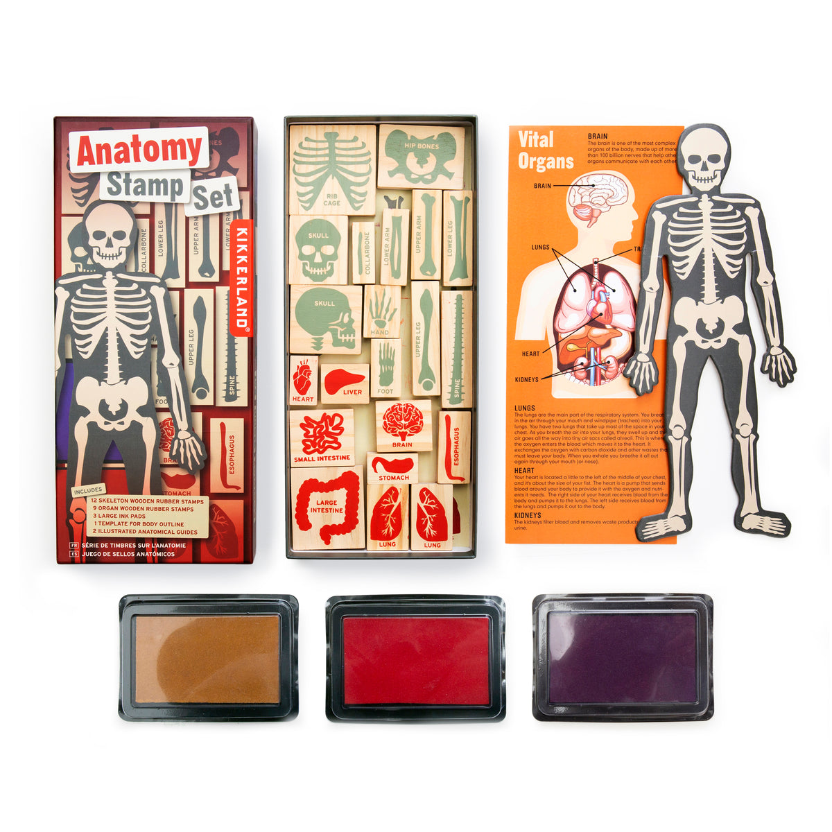 Anatomy Stamp Set — Kikkerland B.V