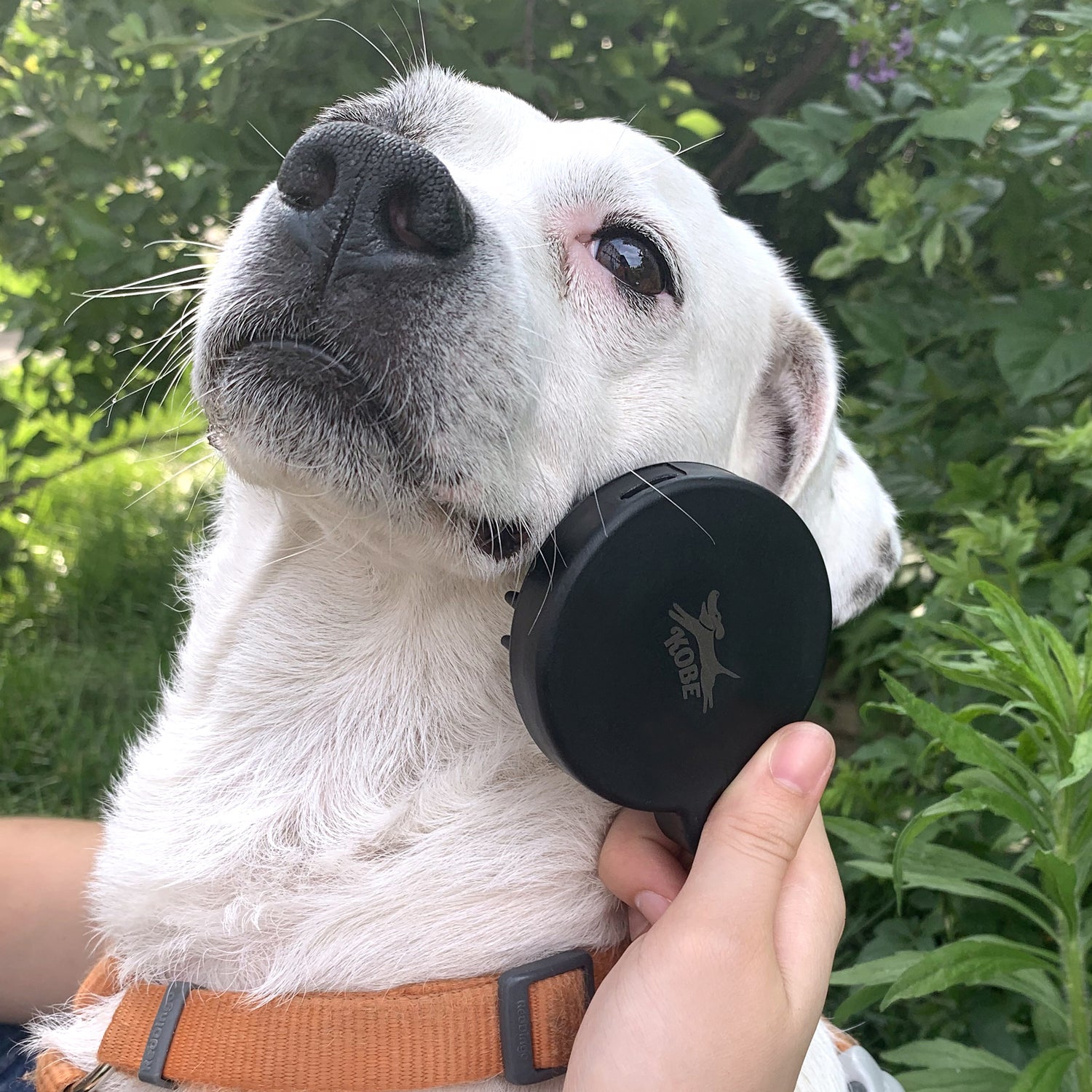 Kobe Dog Spa Kit