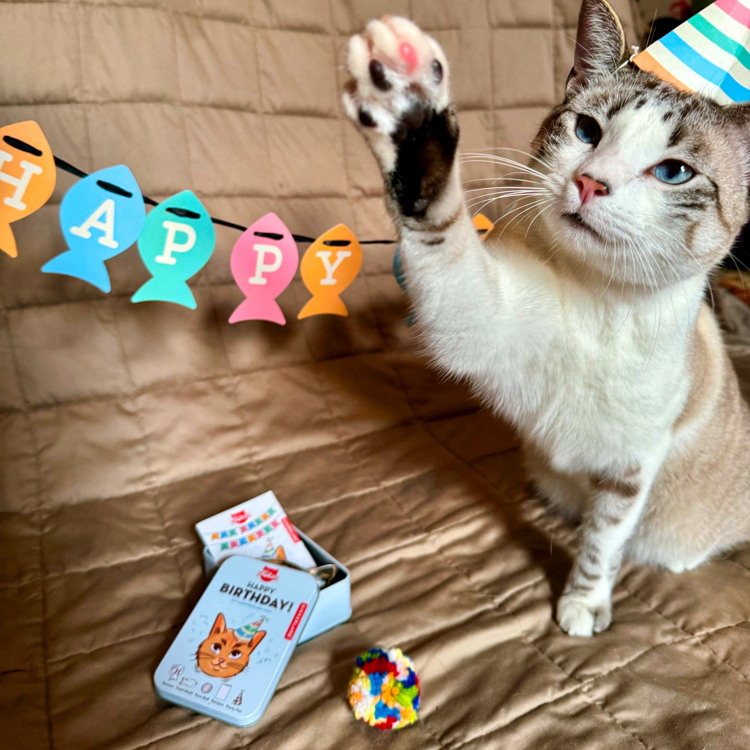 Kiko Cat Happy Birthday Kit