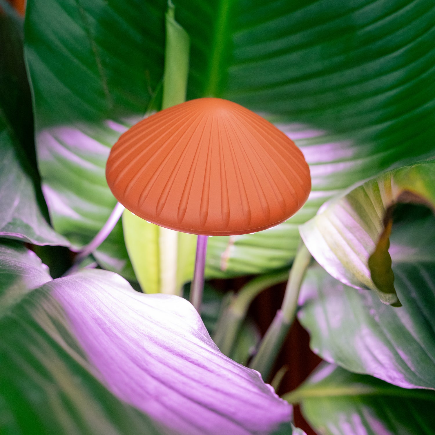 Mushroom Grow Light