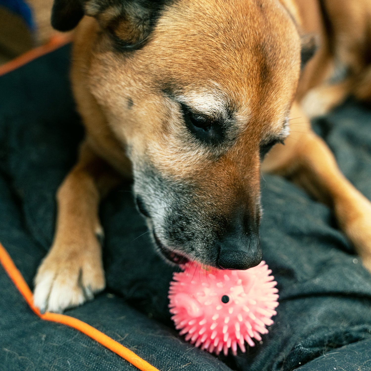 Piggy Dog Ball