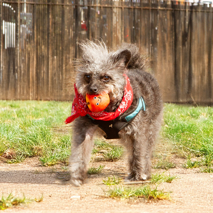 Kobe Apple Fruit Squeaker