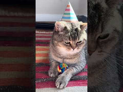 CAT03 - Kiko - Happy Birthday Kit