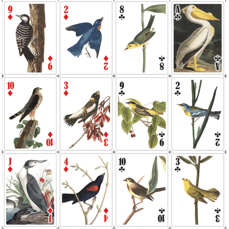 3D Playing Cards - Birds