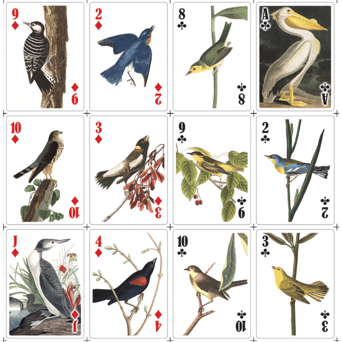 3D Playing Cards - Birds