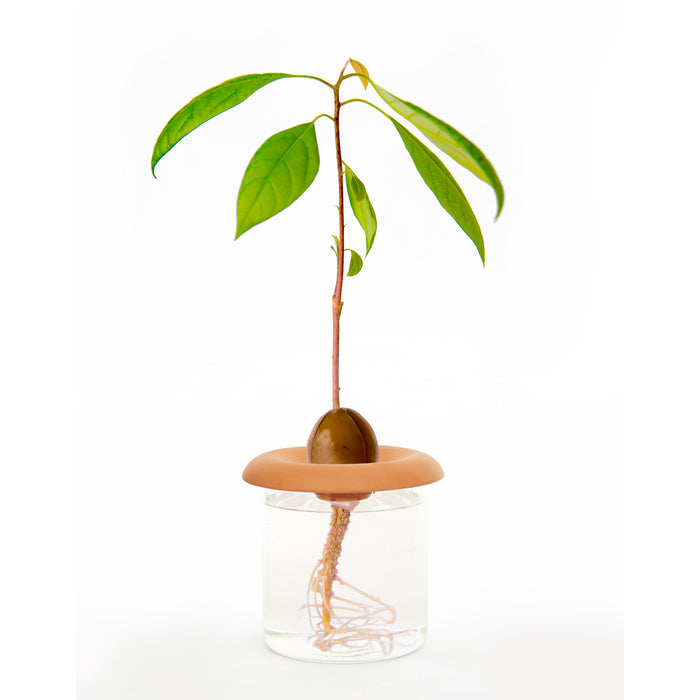 TERRACOTTA SEED SPROUTERS