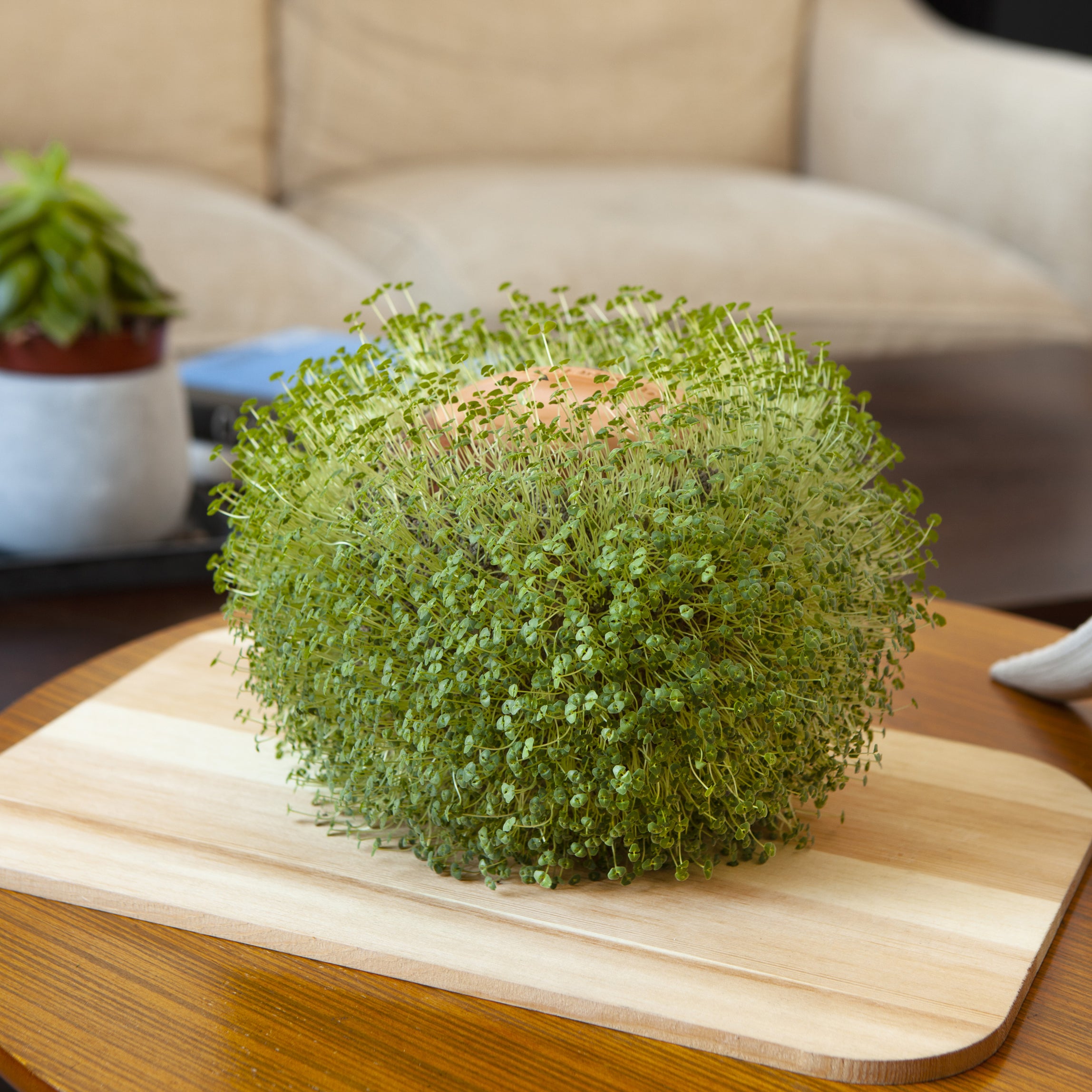 Green Orb Terracotta Planter — Kikkerland B.V