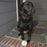 Chicken Dog Ball