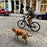 Dog Leash Bike Clip